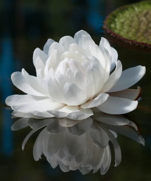 VICTORIA AMAZONICA LEAF EXTRACT 대표 사진