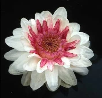 VICTORIA CRUZIANA FLOWER EXTRACT 대표 사진