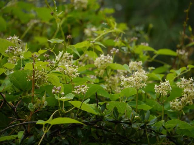 VINCETOXICUM AURICULATUM ROOT EXTRACT 대표 사진