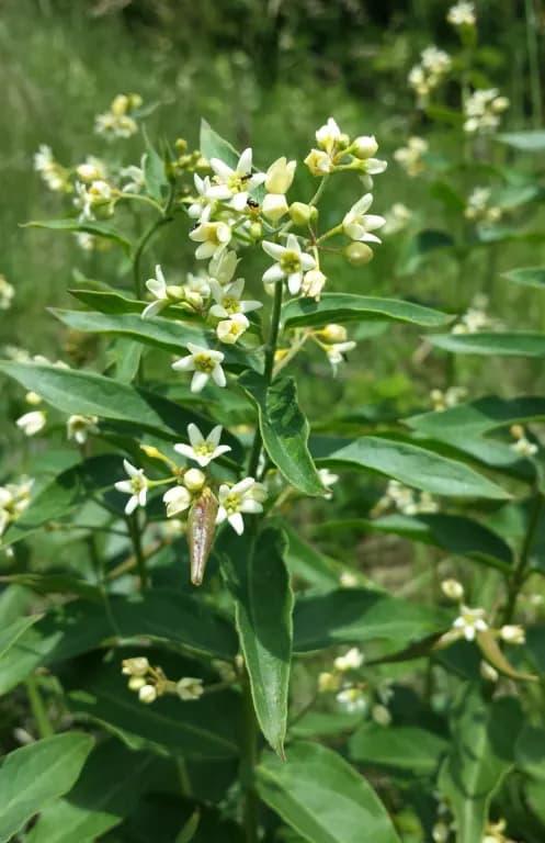 VINCETOXICUM HIRUNDINARIA ROOT EXTRACT 대표 사진