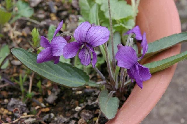 VIOLA MANDSHURICA FLOWER/SYRINGA VULGARIS/(SOLANUM MELONGENA/VITIS VINIFERA) FRUIT WATER 대표 사진