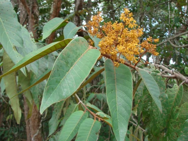 VIROLA SEBIFERA SEED POWDER 대표 사진