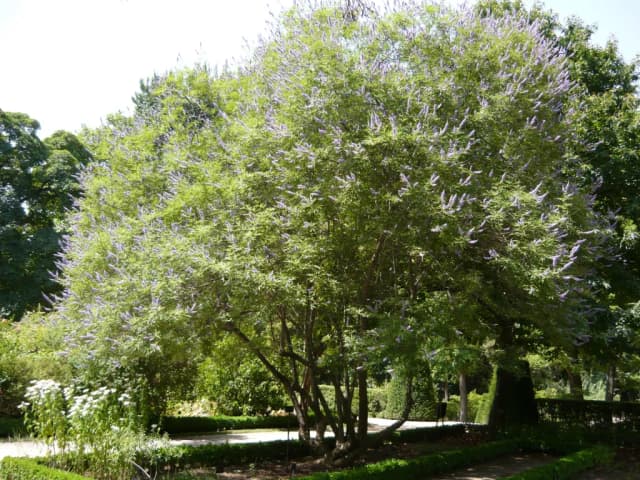 VITEX AGNUS-CASTUS FRUIT EXTRACT 대표 사진