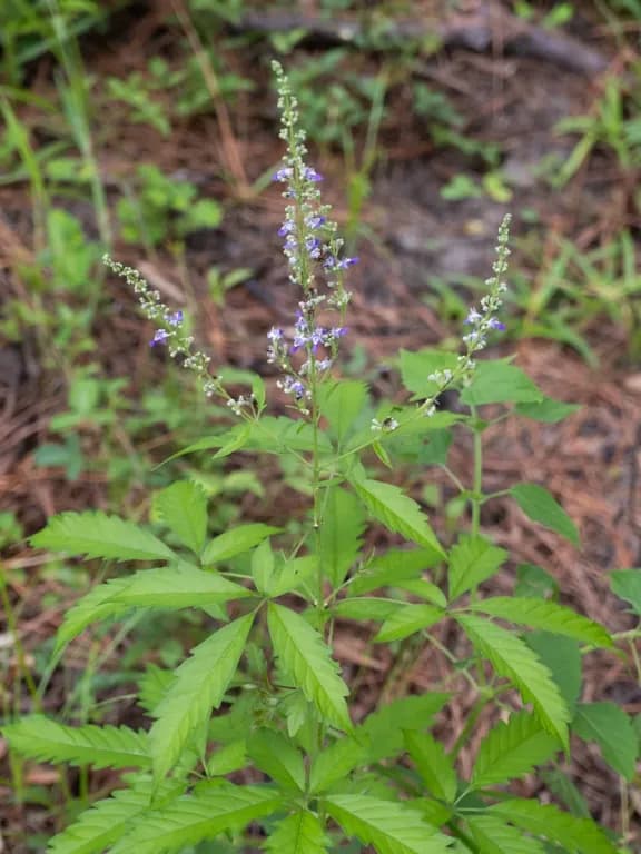 VITEX NEGUNDO FLOWER/LEAF/SEED OIL 대표 사진