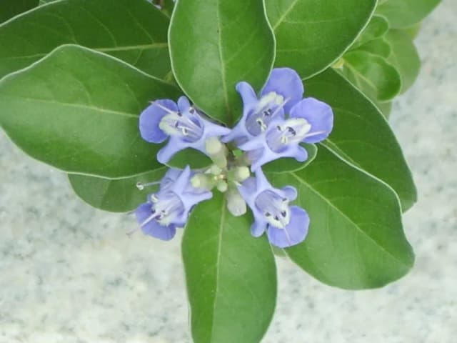 VITEX ROTUNDIFOLIA BRANCH/FLOWER/LEAF EXTRACT 대표 사진
