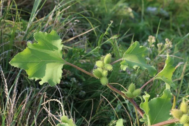 XANTHIUM STRUMARIUM FRUIT EXTRACT 대표 사진