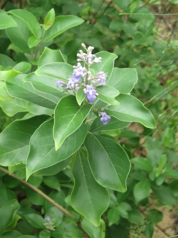 VITEX TRIFOLIA LEAF/STEM EXTRACT 대표 사진