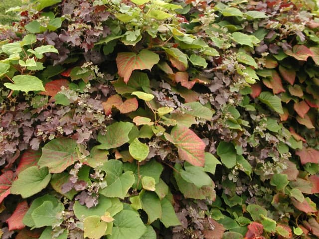 VITIS COIGNETIAE FRUIT EXTRACT 대표 사진