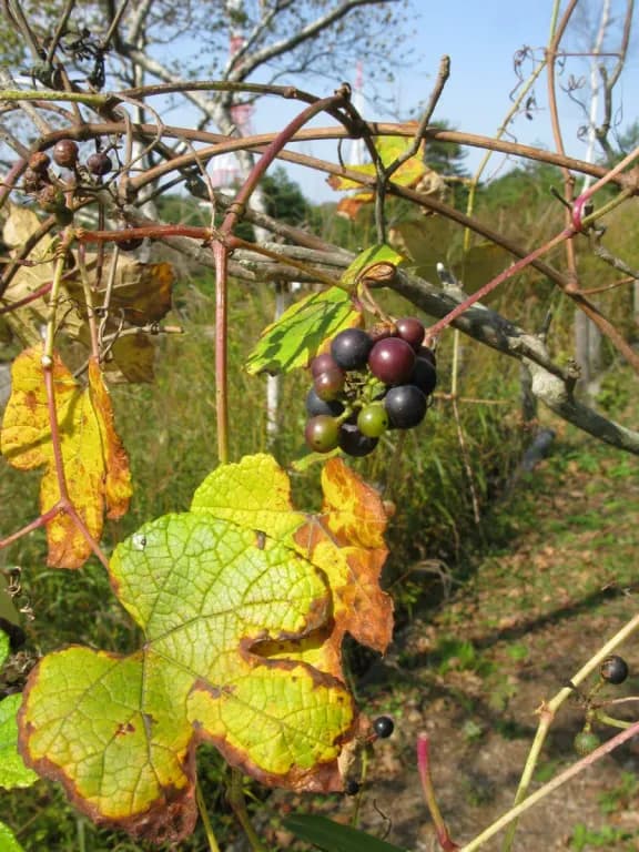 VITIS FICIFOLIA LEAF EXTRACT 대표 사진