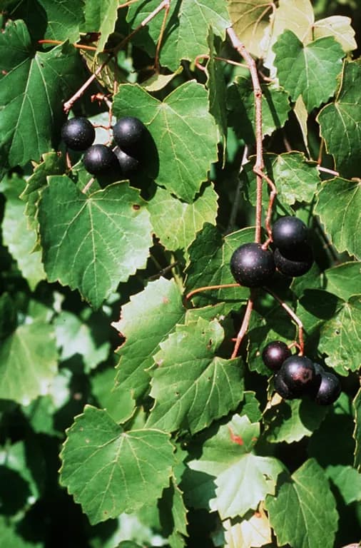 VITIS ROTUNDIFOLIA SEED EXTRACT 대표 사진