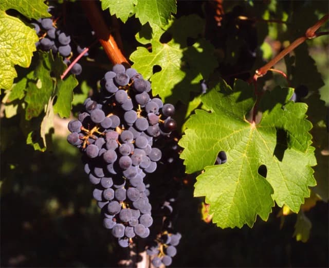 VITIS VINIFERA SEED OIL 대표 사진