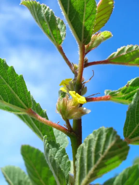 WALTHERIA INDICA LEAF EXTRACT 대표 사진