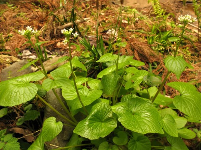 WASABIA JAPONICA ROOT POWDER 대표 사진