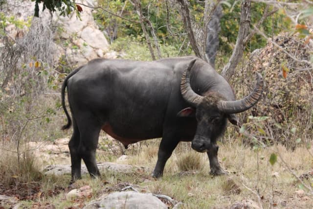 WATER BUFFALO HORN EXTRACT 대표 사진