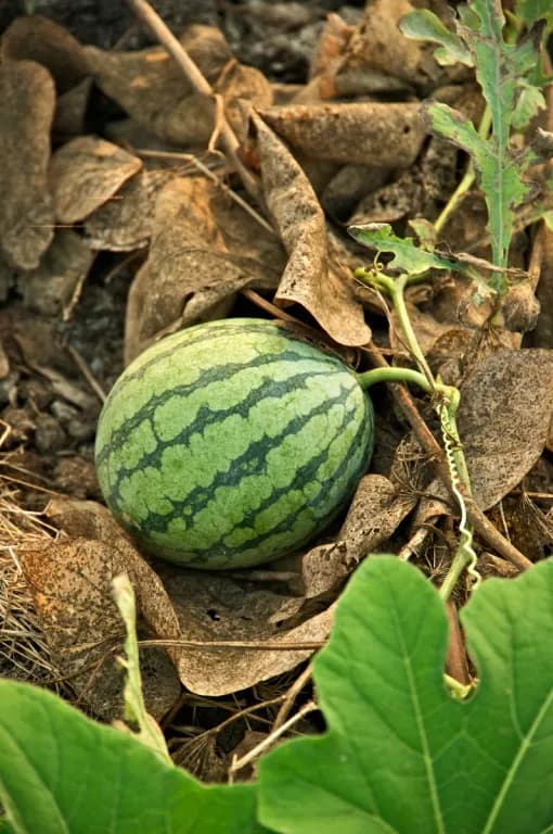 WATERMELON SEED OIL POLYGLYCERYL-10 ESTERS 대표 사진