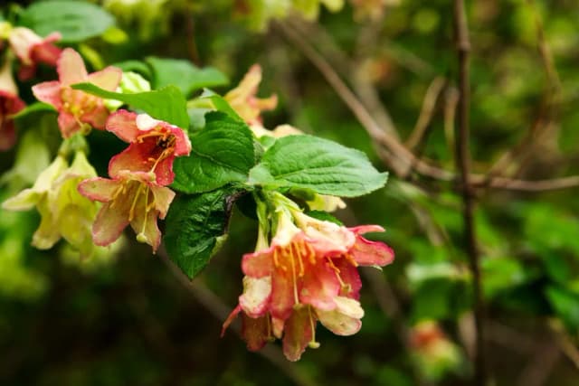 WEIGELA SUBSESSILIS CALLUS EXTRACT 대표 사진