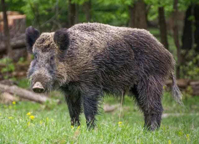 WILD BOAR PLATELET EXTRACT 대표 사진