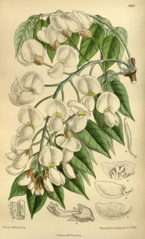 WISTERIA BRACHYBOTRYS LEAF EXTRACT 대표 사진