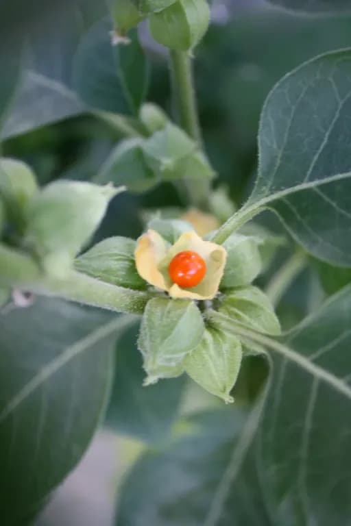 WITHANIA SOMNIFERA EXTRACT 대표 사진