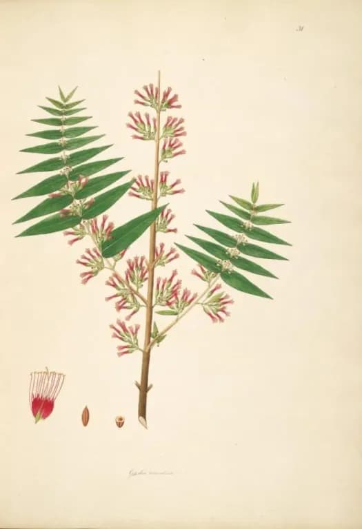 WOODFORDIA FRUTICOSA FLOWER EXTRACT 대표 사진