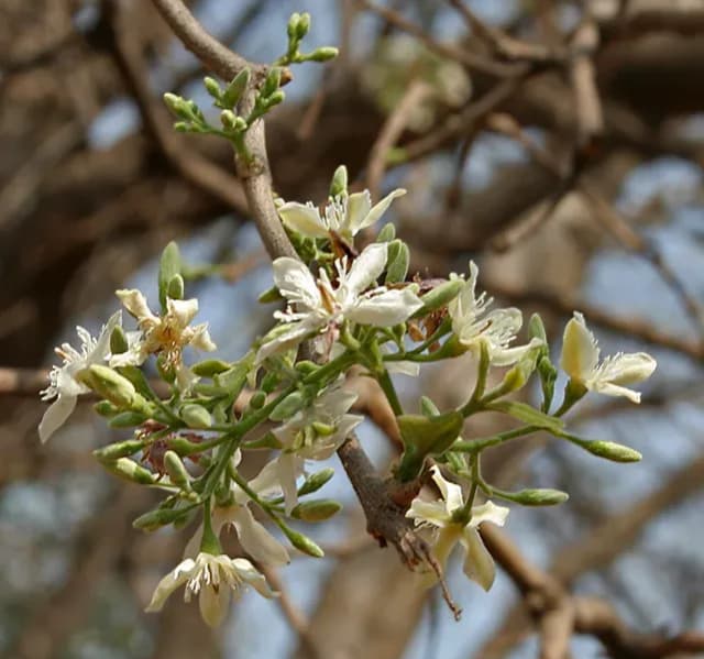 WRIGHTIA TINCTORIA SEED EXTRACT 대표 사진