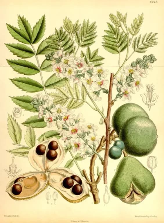 XANTHOCERAS SORBIFOLIUM SEED OIL 대표 사진