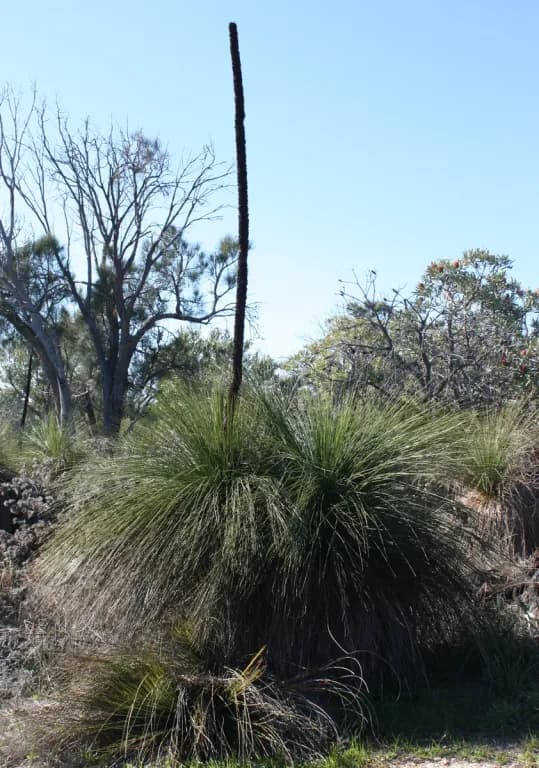 XANTHORRHOEA PREISSII LEAF OIL 대표 사진
