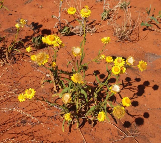 XEROCHRYSUM BRACTEATUM FLOWER EXTRACT 대표 사진