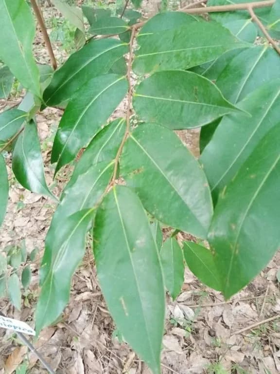XYLOPIA AETHIOPICA FRUIT EXTRACT 대표 사진