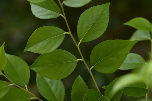 XYLOSMA CONGESTA LEAF EXTRACT 대표 사진