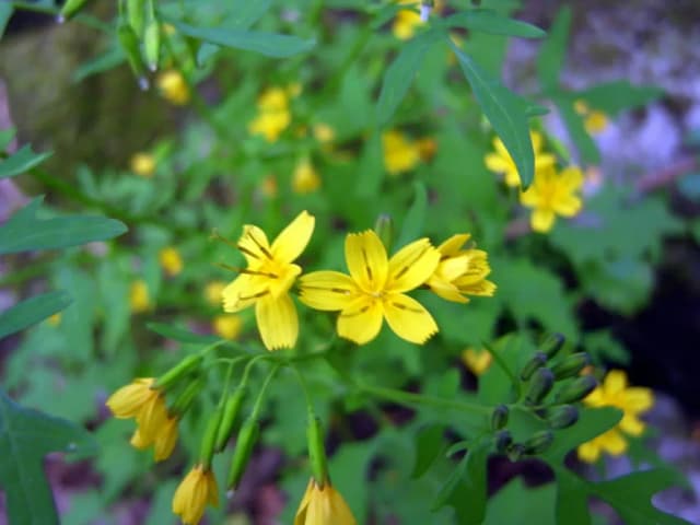 YOUNGIA SONCHIFOLIA CALLUS CULTURE EXTRACT 대표 사진