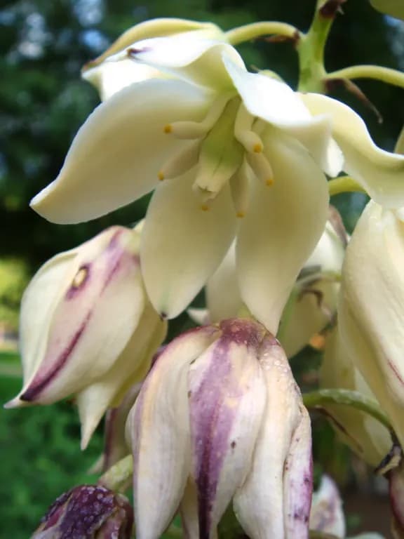 YUCCA ALOIFOLIA LEAF/ROOT EXTRACT 대표 사진