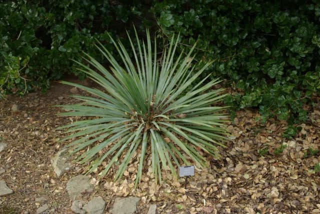 YUCCA GLAUCA ROOT EXTRACT 대표 사진