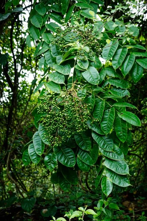 ZANTHOXYLUM RHETSA FRUIT EXTRACT 대표 사진