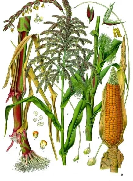 ZEA MAYS KERNEL EXTRACT 대표 사진