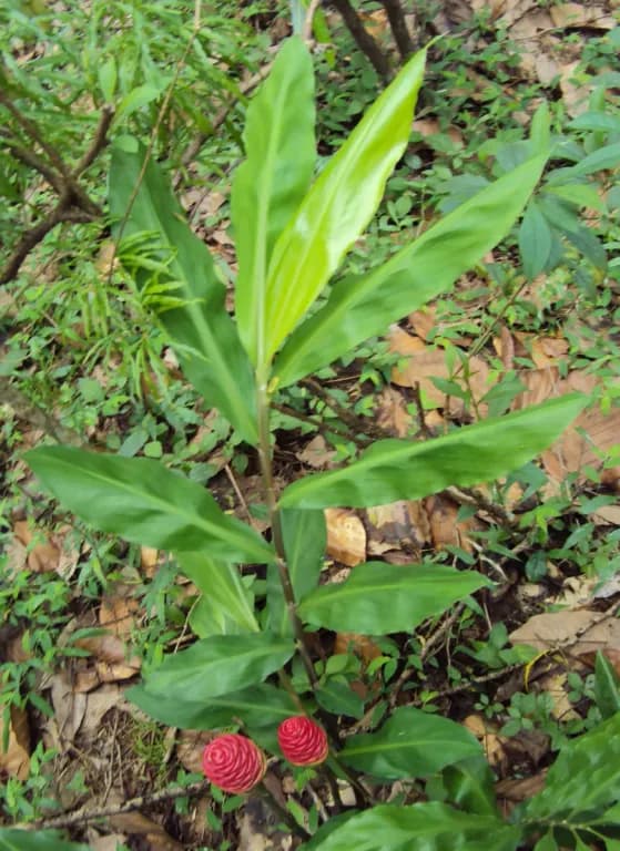 ZINGIBER ZERUMBET RHIZOME EXTRACT 대표 사진