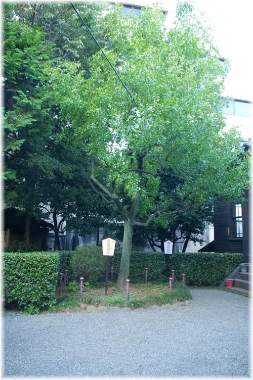 ZIZIPHUS JUJUBA BRANCH EXTRACT 대표 사진