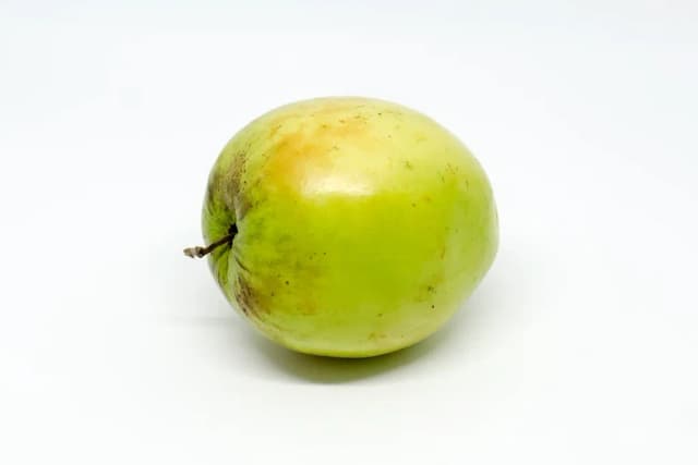 ZIZIPHUS MAURITIANA LEAF 대표 사진