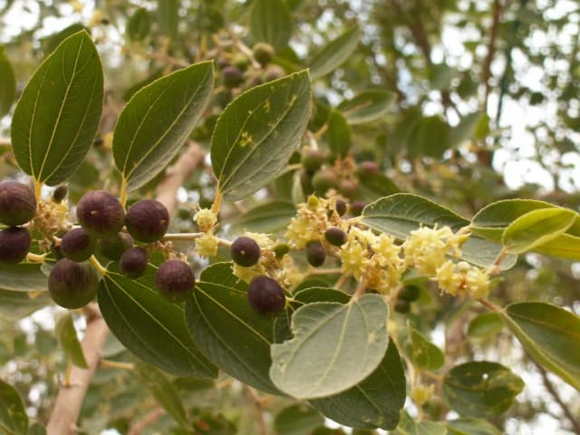 ZIZIPHUS SPINA-CHRISTI LEAF EXTRACT 대표 사진