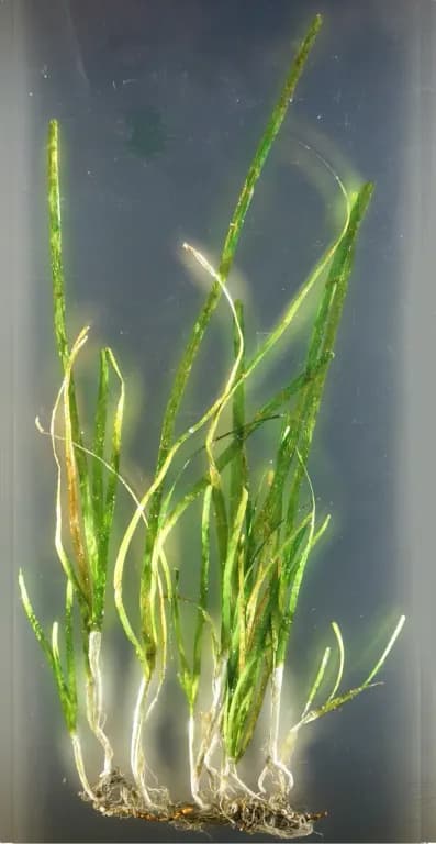 ZOSTERA MARINA LEAF POWDER 대표 사진
