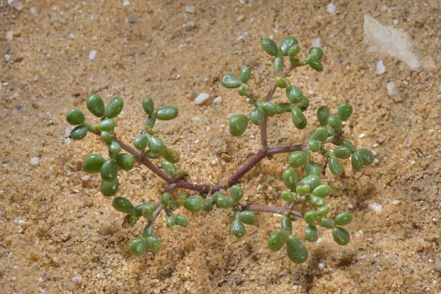 ZYGOPHYLLUM QATARENSE LEAF/STEM EXTRACT 대표 사진