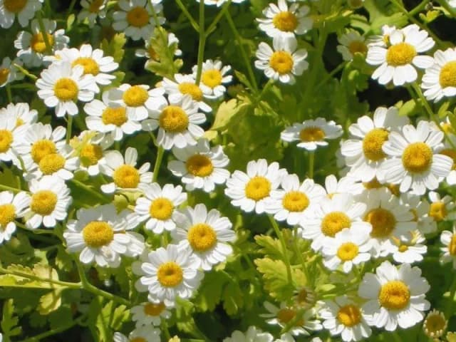 CHRYSANTHEMUM PARTHENIUM EXTRACT Photo