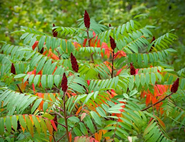 RHUS TYPHINA LEAF EXTRACT 대표 사진