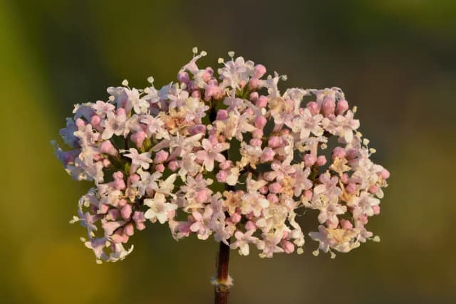 VALERIANA OFFICINALIS ROOT OIL 대표 사진