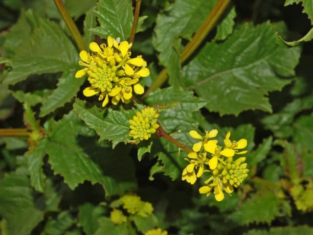 SINAPIS ARVENSIS FLOWER EXTRACT 대표 사진