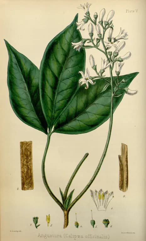 Cusparia febrifuga, extract 대표 사진
