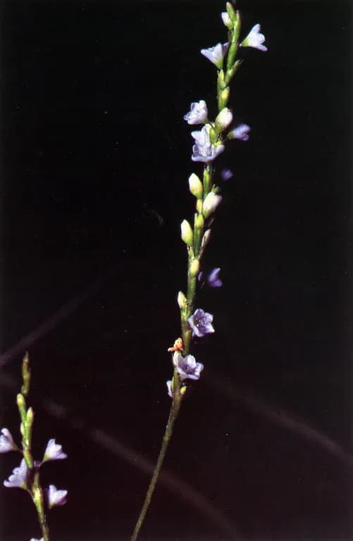 POLYGONUM PUNCTATUM EXTRACT 대표 사진