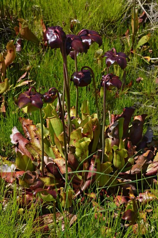 SARRACENIA PURPUREA FLOWER/LEAF/SEED/STALK EXTRACT 대표 사진