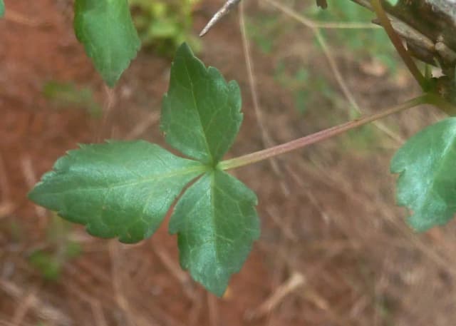 COMMIPHORA SCHIMPERI GUM OIL 대표 사진