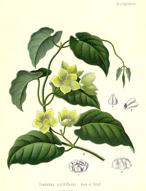 MARSDENIA CUNDURANGO BARK EXTRACT 대표 사진